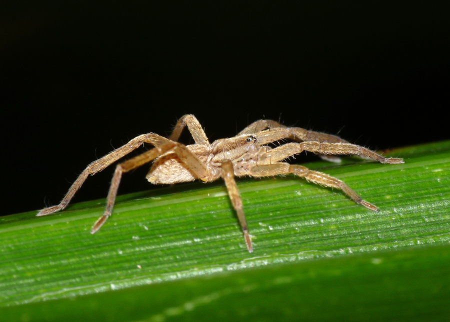 Zora sp.